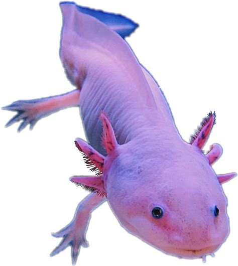 axolotl png|axolotl image cute real.